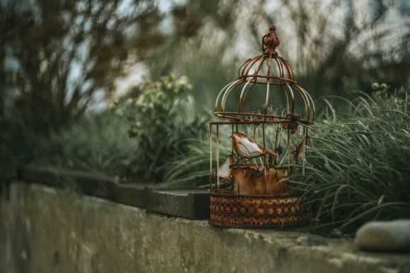 Bird Cage - brown bird in brown metal bird cage