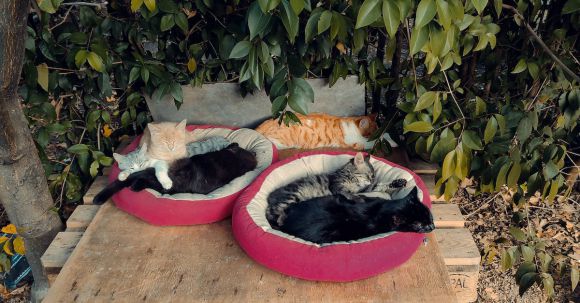Cat Beds - A Group of Cats Sleeping in Cat Beds in a Yard